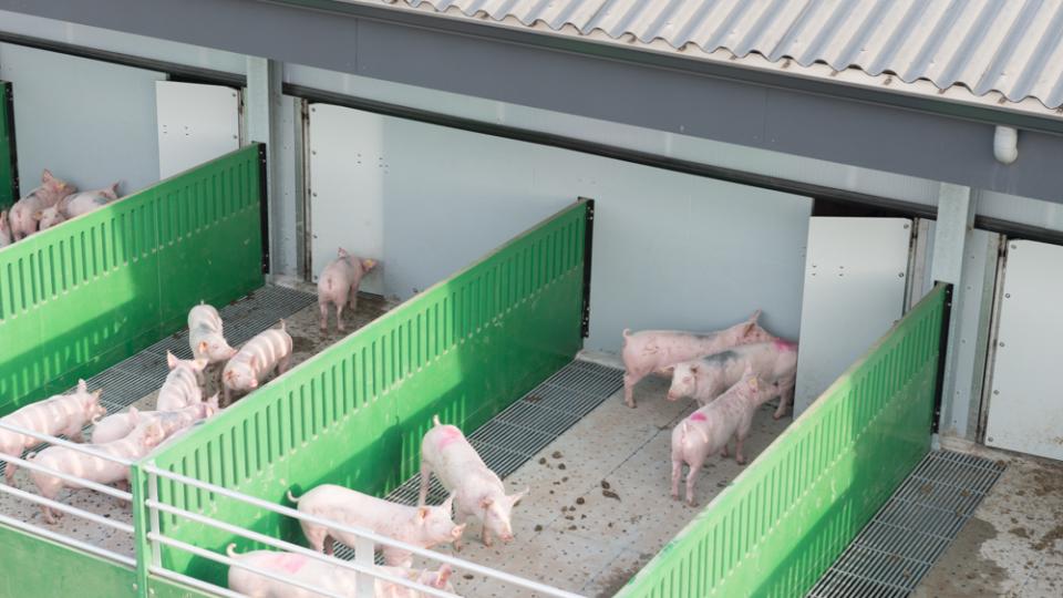 Terras opfokstal BioVar.be