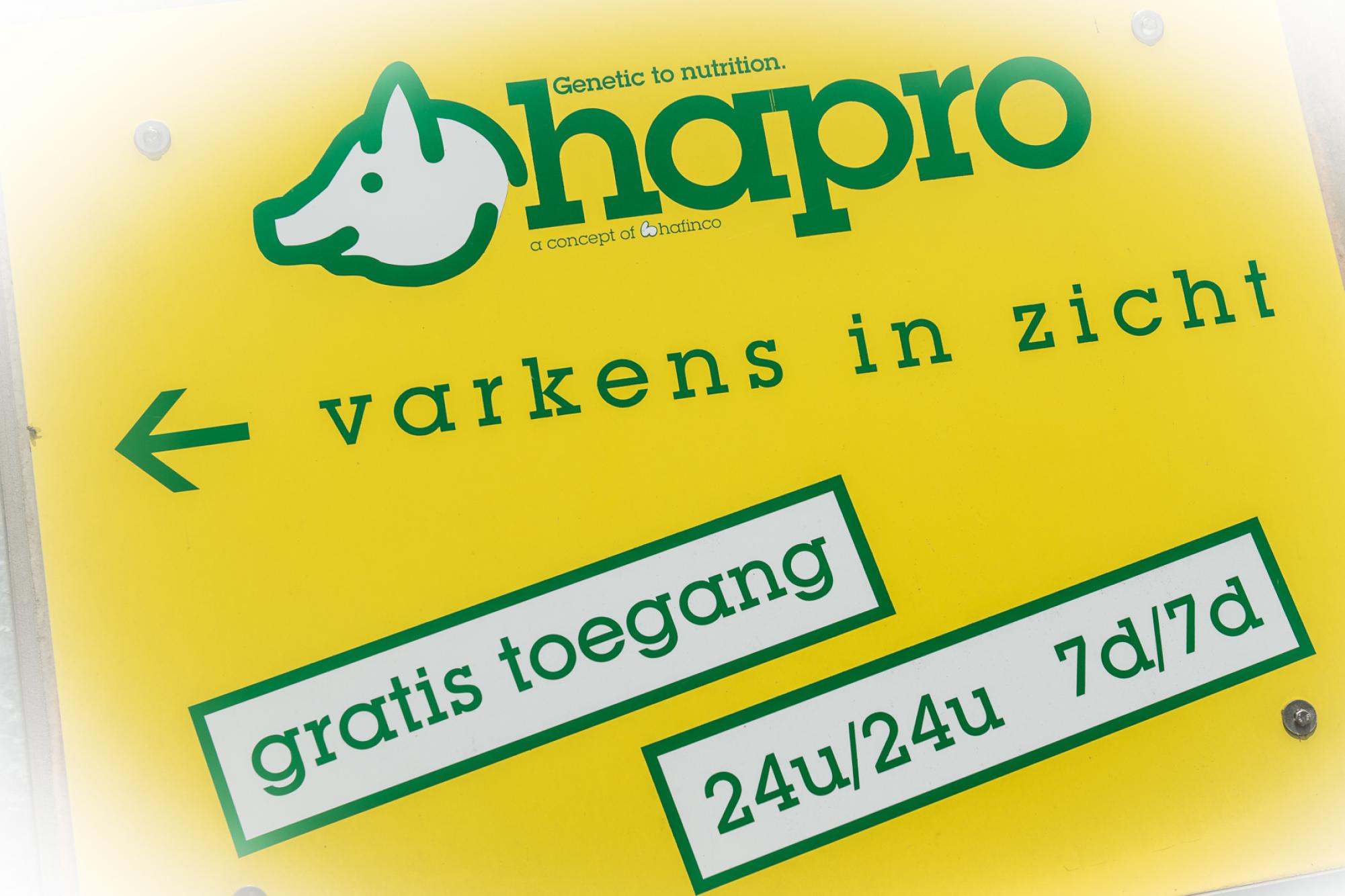 varkens in zicht