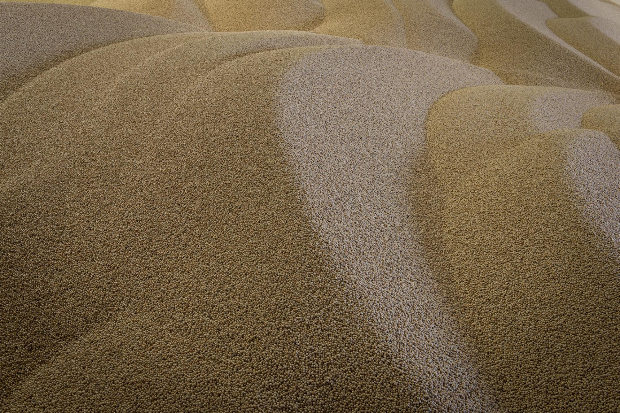 soyabonen